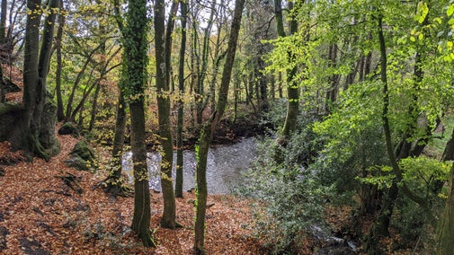 A river running through a woodland with orange fallen leaves on the ground and some trees with leaves of various autumn colours.